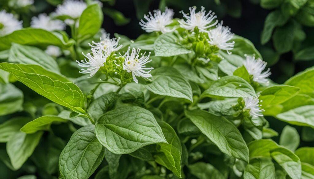 Harvested bergamot plant Harvested bergamot plant