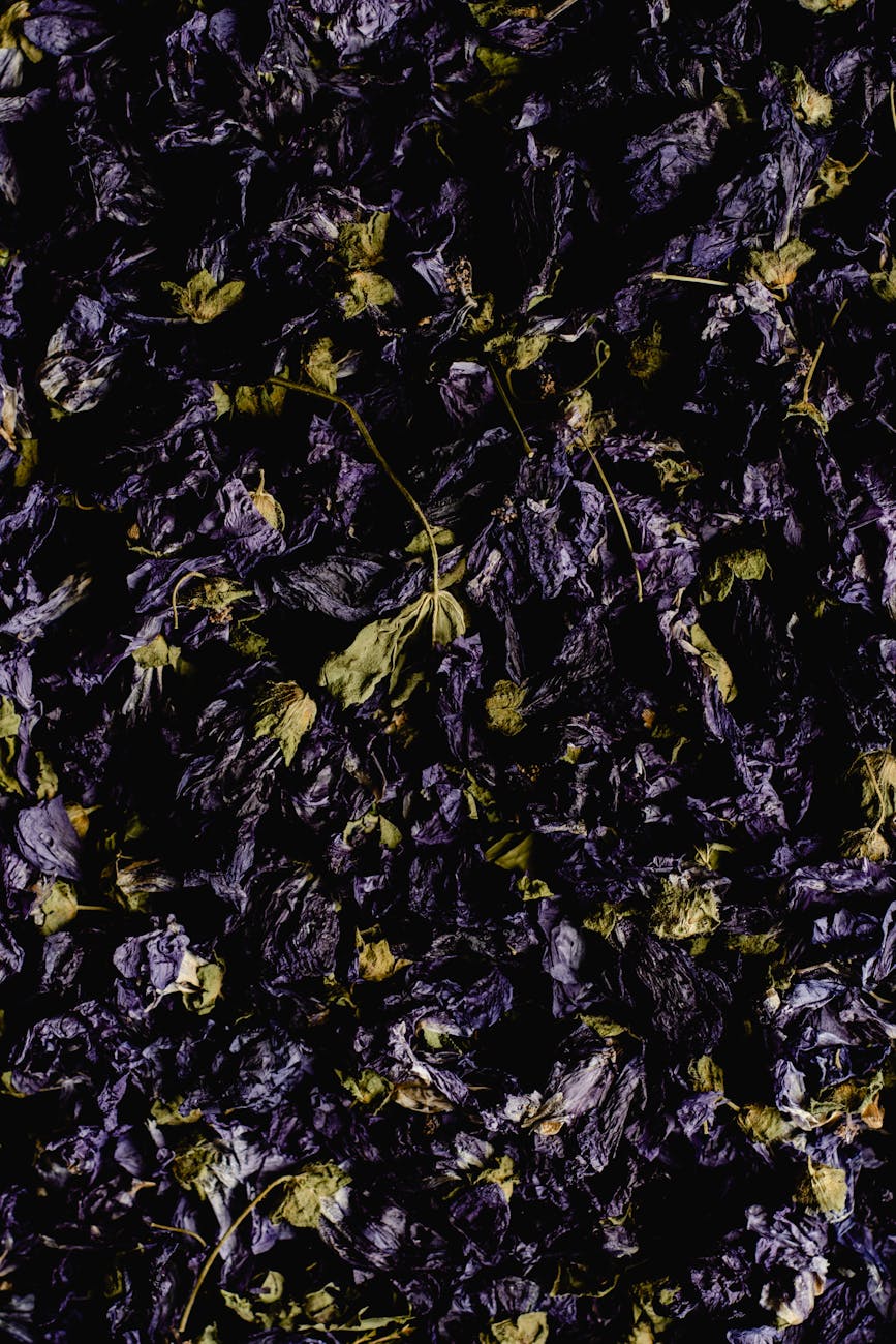loose leaf tea brewing